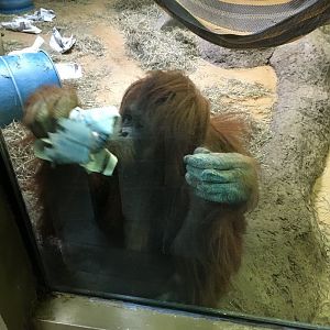 Vanishing Kindom - Orangutan