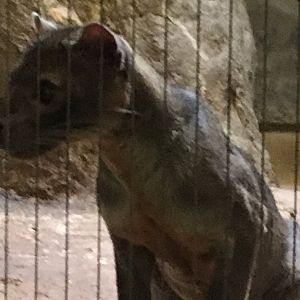 Vanishing Kindom - Fossa