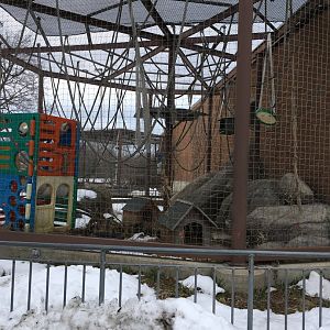 Vanishing Kindom - White Handed Gibbon Outdoors