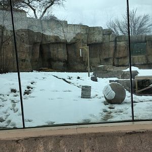 Great Cat Canyon - Amur Tiger Yard