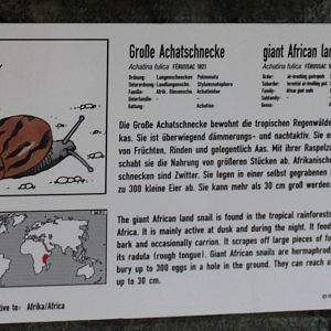 Sign African giant snail