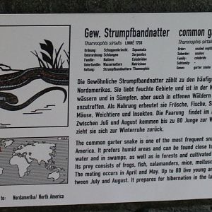 Sign Common garter snake