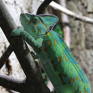 Veiled chameleon