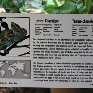 Sign Veiled chameleon