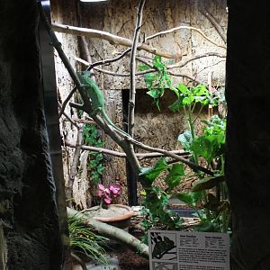 Enclosure Veiled chameleon