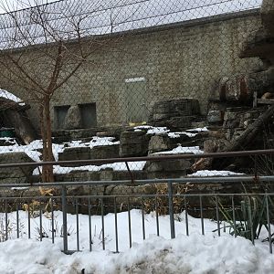 Great Cat Canyon - Lynx Exhibit