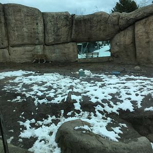 Great Cat Canyon - African Lion Yard