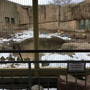 Great Cat Canyon - African Lion Yard