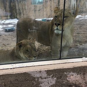 Great Cat Canyon - African Lion