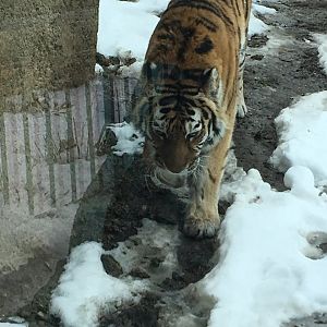 Great Cat Canyon - Amur Tiger