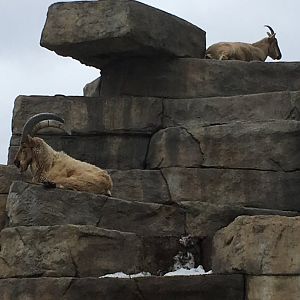 Tur Mountain - The last Tur in the United States