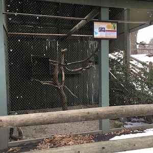 Rudy the Red tailed Hawk