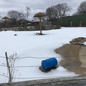 Land of the Giants - Mountain Zebra  Exhibit