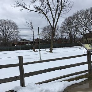 Land of the Giants - Masai Giraffe Exhibit