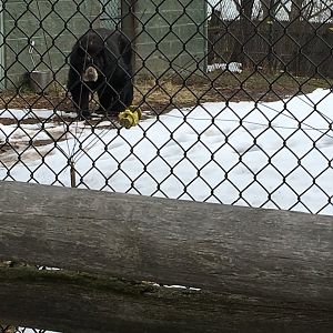 Andean Bear Ridge - Andean Bear