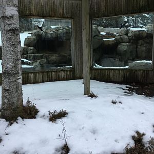 Andean Bear Ridge - Glass Viewing