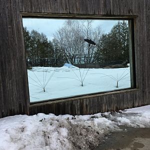 Andean Bear Ridge - Glass Viewing