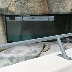 Meerkat Mannor - African Penguin Indoors