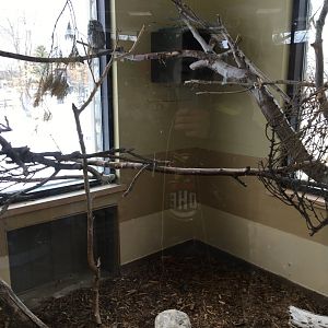 Screech Owl Exhibit