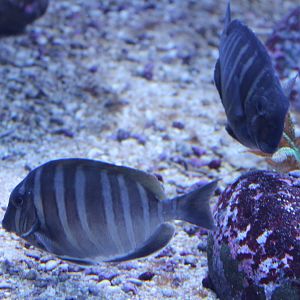 Black-barred surgeonfishes - Acanthurus polyzona