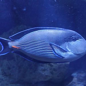 Sohal surgeonfish - Acanthurus sohal