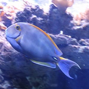 Eye-striped surgeonfish - Acanthurus dussumieri