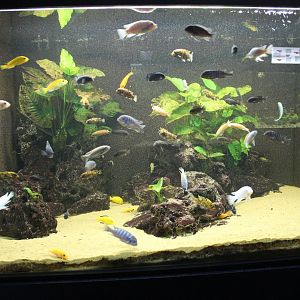 Cichlid-aquarium