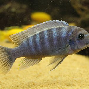 Cichlid