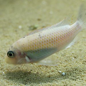 Cichlid