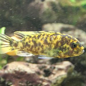 Cichlid