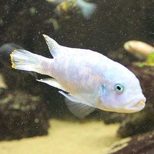 Cichlid