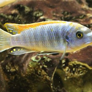 I think Labeotropheus trewavasae