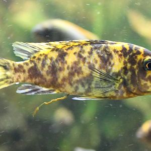 Cichlid going to the toilet