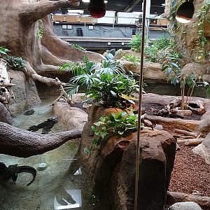 Reptile House - Cuviers caimans