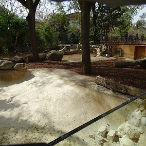 Pygmy hippo enclosure