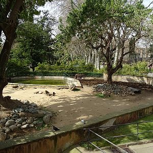 South American tapir enclosure