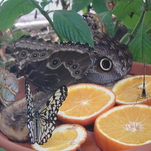 Idea leuconoe, Siproeta stelenes, Morpho peleides and Caligo memnon