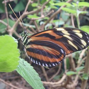 Tiger longwing