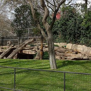 Lion enclosure