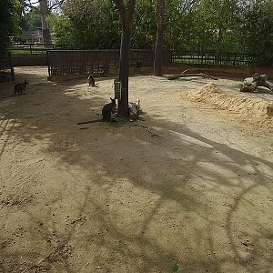 Red-necked wallaby enclosure