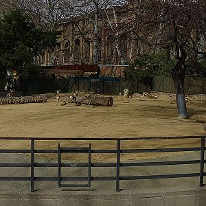 Dorcas gazelle enclosure