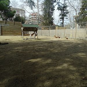 Mhorrgazelle enclosure