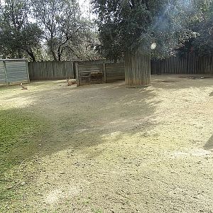 Black-faced Impala enclosure