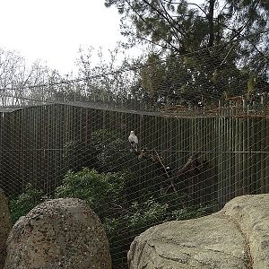 Egyptian vulture and pied crow aviary