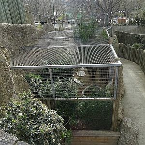 Hermann's tortoise enclosure