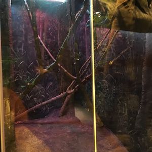 Future Tree Pangolin Exhibit (Updated)