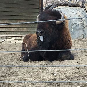 Bull Bison: Ron
