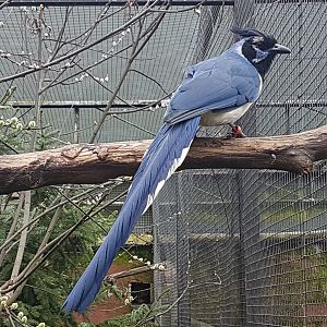 Black-throated magpie-jay