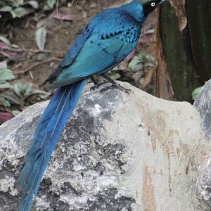Meves's glossy starling