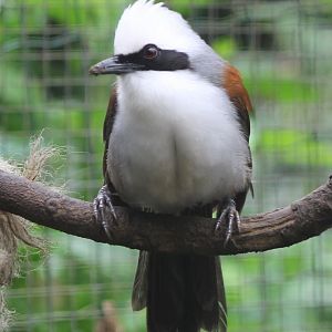 White-crested lauging thrush